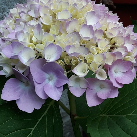 Meet your Posher, Ashley - Picture 1 of 1